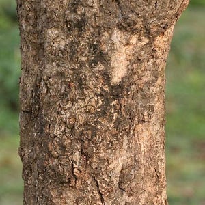Pu&ograve; includere: Una sezione verticale di un tronco d'albero caratterizzata da una corteccia ruvida e strutturata nelle tonalit&agrave; del marrone, marrone chiaro e grigio scuro. La superficie presenta profonde fessure, creste irregolari e macchie scure.