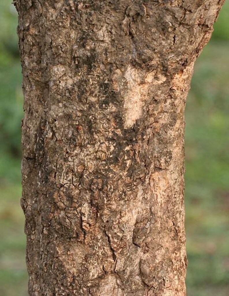 Pu&ograve; includere: Una sezione verticale di un tronco d'albero caratterizzata da una corteccia ruvida e strutturata nelle tonalit&agrave; del marrone, marrone chiaro e grigio scuro. La superficie presenta profonde fessure, creste irregolari e macchie scure.