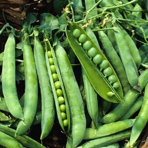 Más de 20 semillas de guisantes verdes Arkel, Pisum sativum, legumbres y cereales imagen 2