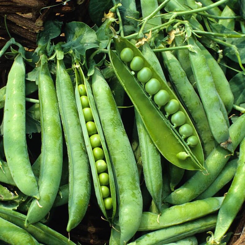 Más de 20 semillas de guisantes verdes Arkel, Pisum sativum, legumbres y cereales imagen 2