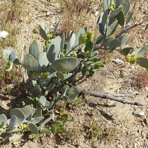 5-10 Jojoba Seeds, Simmondsia Chinensis, Jojoba Plant, Jojoba Shrub, Desert Oilseed Plant Seeds image 11
