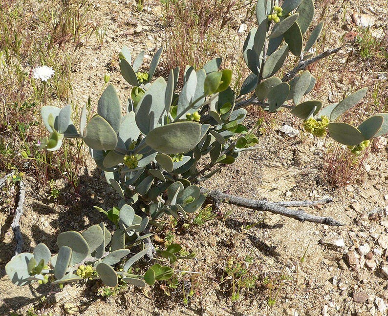 5-10 Jojoba Seeds, Simmondsia Chinensis, Jojoba Plant, Jojoba Shrub, Desert Oilseed Plant Seeds image 11