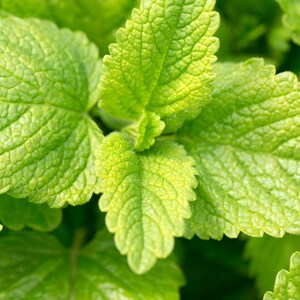 May include: A cluster of vibrant green leaves with a distinct textured, veined surface and serrated edges. The foliage displays varying shades of bright and lime green, with a prominent central leaf surrounded by several smaller, overlapping leaves.