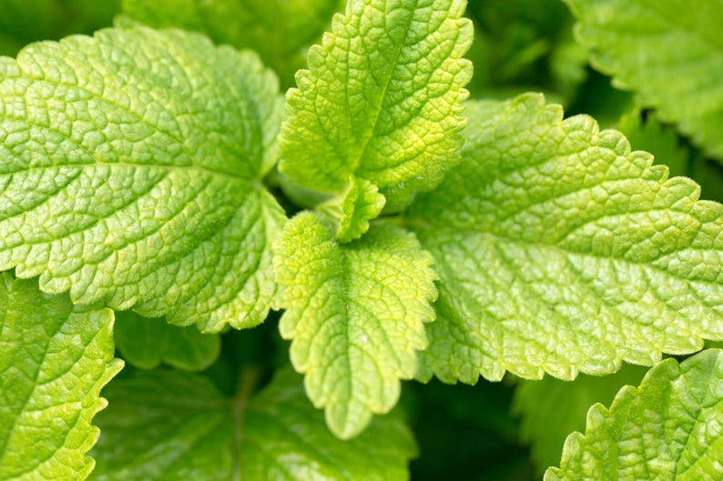 May include: A cluster of vibrant green leaves with a distinct textured, veined surface and serrated edges. The foliage displays varying shades of bright and lime green, with a prominent central leaf surrounded by several smaller, overlapping leaves.