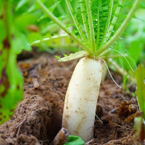Op de afbeelding: Een witte daikon-radijs groeit in donkerbruine aarde, met een cilindrische wortel die gedeeltelijk boven de grond uitsteekt en levendig groene, getande bladeren die vanaf de bovenkant van de groente omhoog steken in een tuin.