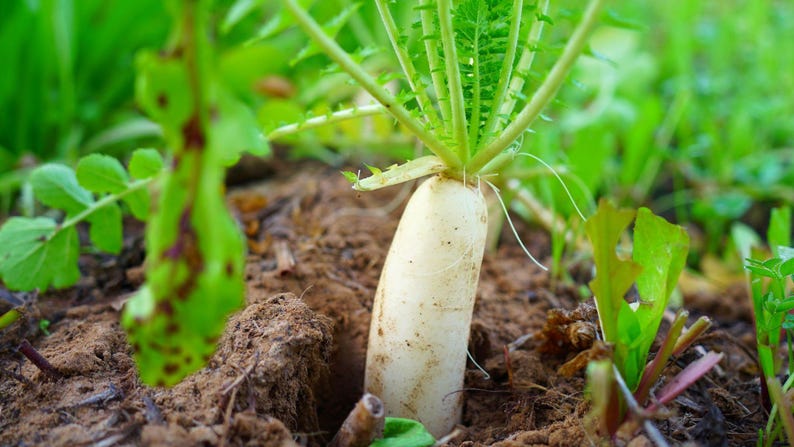 Op de afbeelding: Een witte daikon-radijs groeit in donkerbruine aarde, met een cilindrische wortel die gedeeltelijk boven de grond uitsteekt en levendig groene, getande bladeren die vanaf de bovenkant van de groente omhoog steken in een tuin.