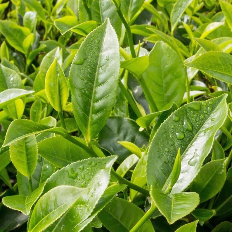 May include: A dense cluster of vibrant green tea leaves, each featuring a pointed, serrated edge and a smooth, glossy surface. Many of the leaves are covered in small, clear water droplets, highlighting the intricate veins and texture.