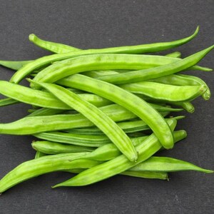 Más de 20 semillas de frijol racimo Neelam, Cyamopsis tetragonoloba, guar imagen 3