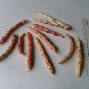 10+ Samen der Feuerzungen-Buschbohne (Phaseolus vulgaris), auch bekannt als Borlottobohne oder Zwergbohne. Bild 3