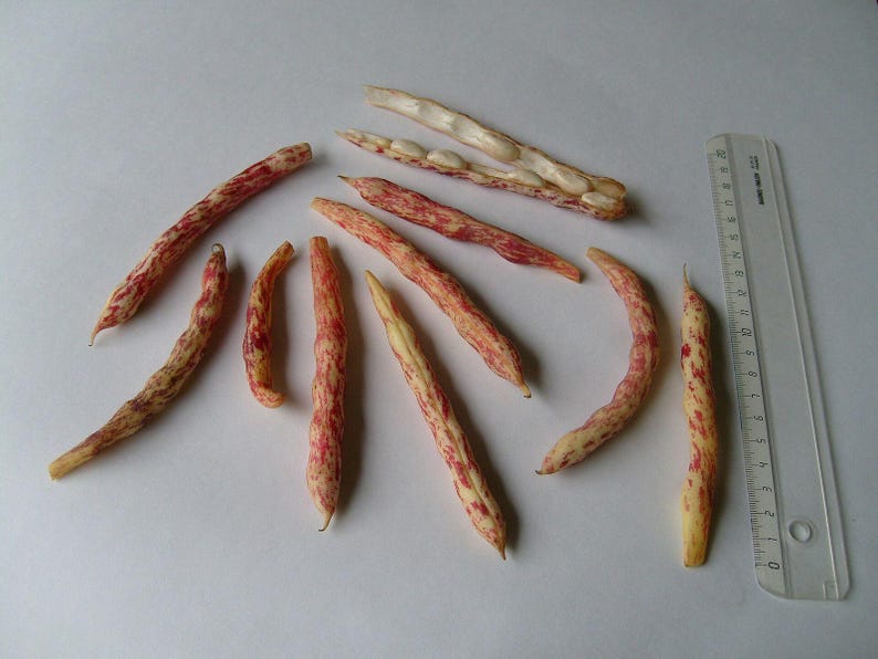 10+ Samen der Feuerzungen-Buschbohne (Phaseolus vulgaris), auch bekannt als Borlottobohne oder Zwergbohne. Bild 3