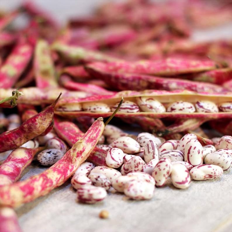 10-30 semillas de frijol pinto, Phaseolus vulgaris, frijol Chitra Rajma imagen 5