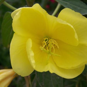 Über 100 Nachtkerzensamen (Oenothera) Bild 3