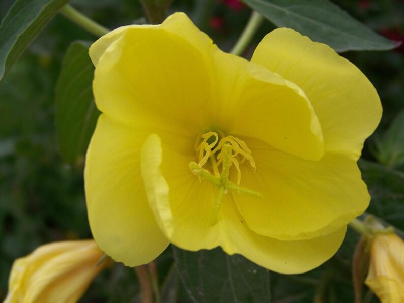 Über 100 Nachtkerzensamen (Oenothera) Bild 3