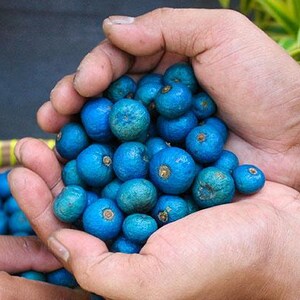 Puede incluir: Un gran pu&ntilde;ado de bayas de color azul vibrante, cada una con una peque&ntilde;a hendidura marr&oacute;n circular en la parte superior. Las bayas son redondas, texturizadas y parecen reci&eacute;n cosechadas, con una colecci&oacute;n mayor visible en una cesta tejida.