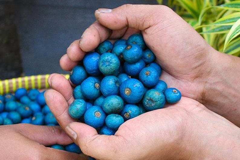 Puede incluir: Un gran pu&ntilde;ado de bayas de color azul vibrante, cada una con una peque&ntilde;a hendidura marr&oacute;n circular en la parte superior. Las bayas son redondas, texturizadas y parecen reci&eacute;n cosechadas, con una colecci&oacute;n mayor visible en una cesta tejida.