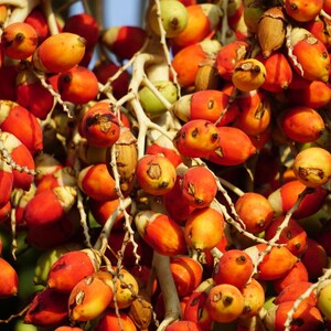 Puede incluir: Un denso racimo de nueces de areca que cuelga de un tallo p&aacute;lido y ramificado. Los frutos de forma ovalada muestran un degradado de colores vibrantes, desde rojo y naranja brillantes hasta amarillo y verde claro, con manchas marrones.