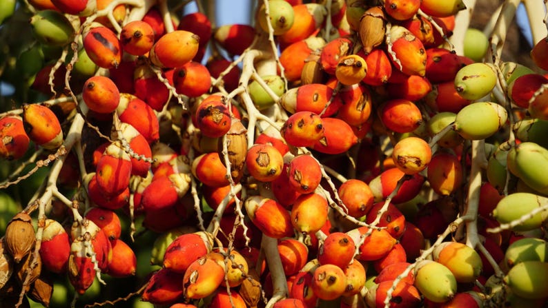 Puede incluir: Un denso racimo de nueces de areca que cuelga de un tallo p&aacute;lido y ramificado. Los frutos de forma ovalada muestran un degradado de colores vibrantes, desde rojo y naranja brillantes hasta amarillo y verde claro, con manchas marrones.