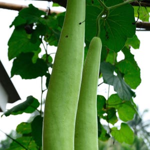 10+ Flaschenkürbis-Samen (Ramdev), Lagenaria siceraria, Kürbisse, Flaschenkürbisse und Melonen Bild 4