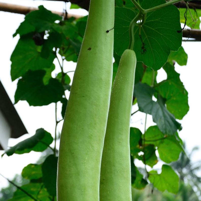 10+ Flaschenkürbis-Samen (Ramdev), Lagenaria siceraria, Kürbisse, Flaschenkürbisse und Melonen Bild 4