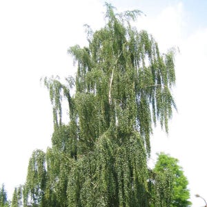 200-500 semillas de abedul llorón, Betula pendula, abedul plateado, árbol ornamental imagen 9
