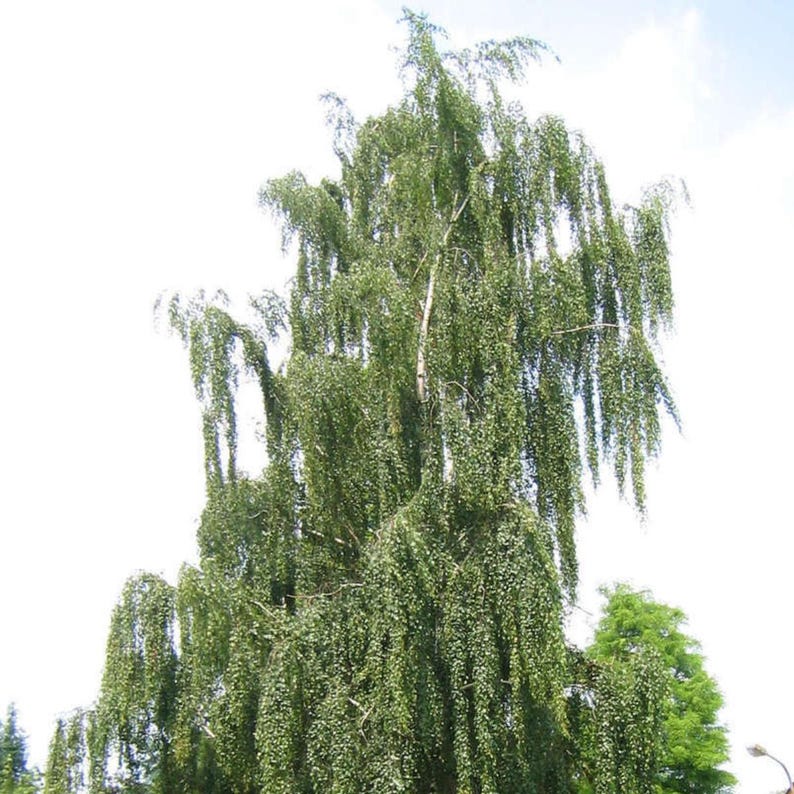 200-500 semillas de abedul llorón, Betula pendula, abedul plateado, árbol ornamental imagen 9