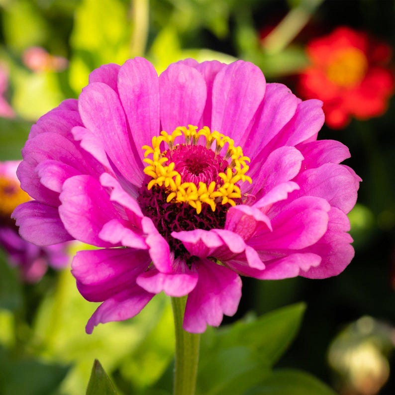 Mais de 50 sementes de zínia dupla mista, Zinnia elegans, flores de cores variadas, flor de corte. imagem 7