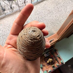 One Cedrus deodara Cone, Himalayan Cedar Botanical Craft Supply image 3