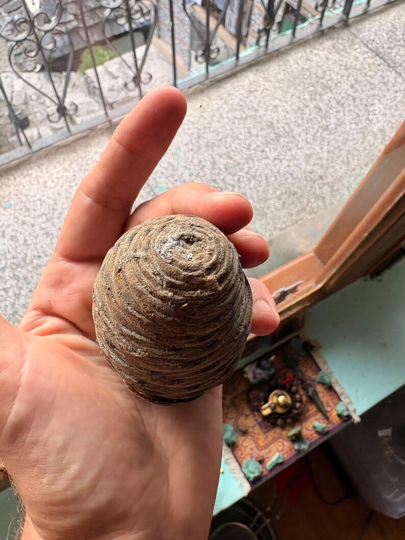 One Cedrus deodara Cone, Himalayan Cedar Botanical Craft Supply image 3