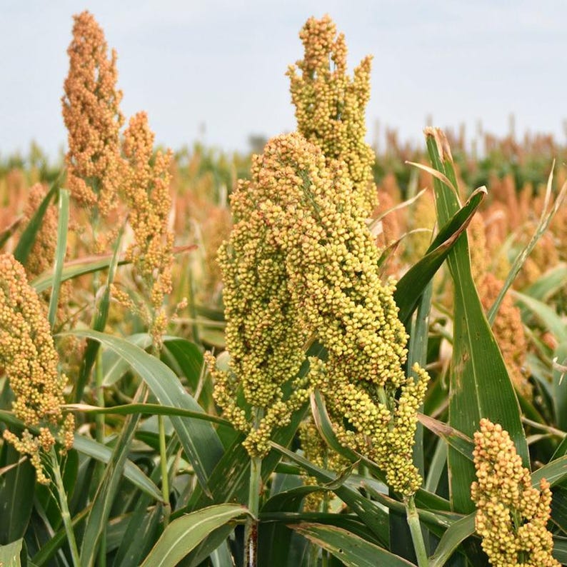 50-300 semillas de sorgo, Sorghum bicolor, grano antiguo, mijo imagen 9