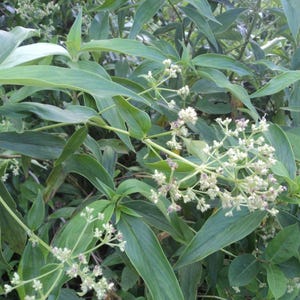 Oldenlandia Frön – Sällsynt Botanisk Vildblomma, Stjärnliknande Blommor (20-50 Styck) bild 2