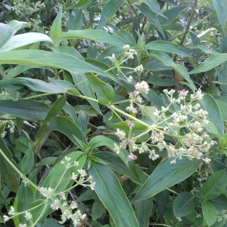 Oldenlandia Frön – Sällsynt Botanisk Vildblomma, Stjärnliknande Blommor (20-50 Styck) bild 2