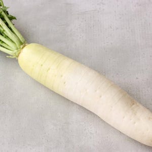 Op de afbeelding: Een enkele daikon-radijs met een lange, cilindrische, cr&egrave;mewitte wortel die naar beneden toe taps toeloopt. De bovenkant van de groente vertoont een tros felgroene, bladerrijke stengels die vanuit de kroon van de wortel naar buiten steken.