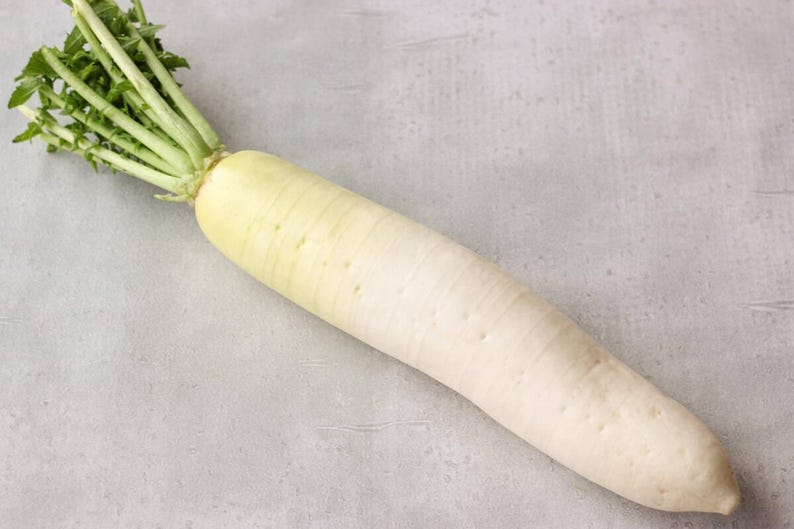 Op de afbeelding: Een enkele daikon-radijs met een lange, cilindrische, cr&egrave;mewitte wortel die naar beneden toe taps toeloopt. De bovenkant van de groente vertoont een tros felgroene, bladerrijke stengels die vanuit de kroon van de wortel naar buiten steken.