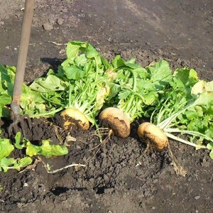 Meer dan 100 zaden van de gouden bolraap (Brassica rapa), een gele wortelgroente. afbeelding 6