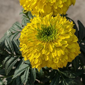 100+ Orange African Marigold Seeds, Tagetes Erecta, Giant Marigold, Large Orange Flowers, Summer Garden image 9