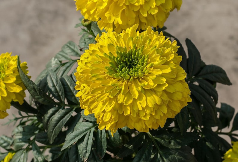 100+ Orange African Marigold Seeds, Tagetes Erecta, Giant Marigold, Large Orange Flowers, Summer Garden image 9