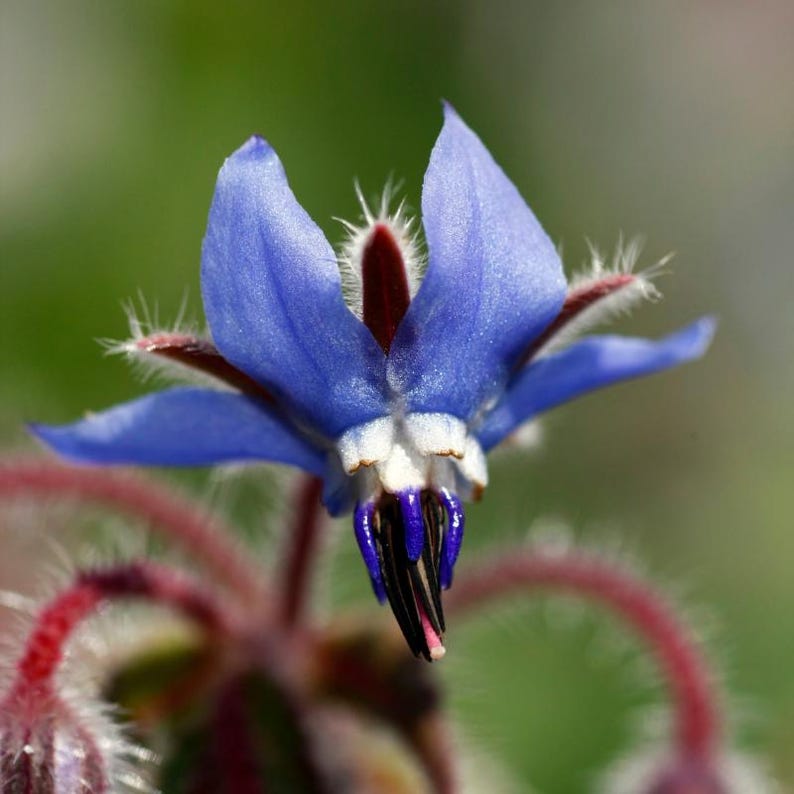 Más de 15 semillas de borraja, Borago officinalis, flor de estrella azul, hierba comestible. imagen 5