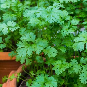 150+ Coriander Seeds, Coriandrum sativum, Cilantro Herb, Kinza image 3