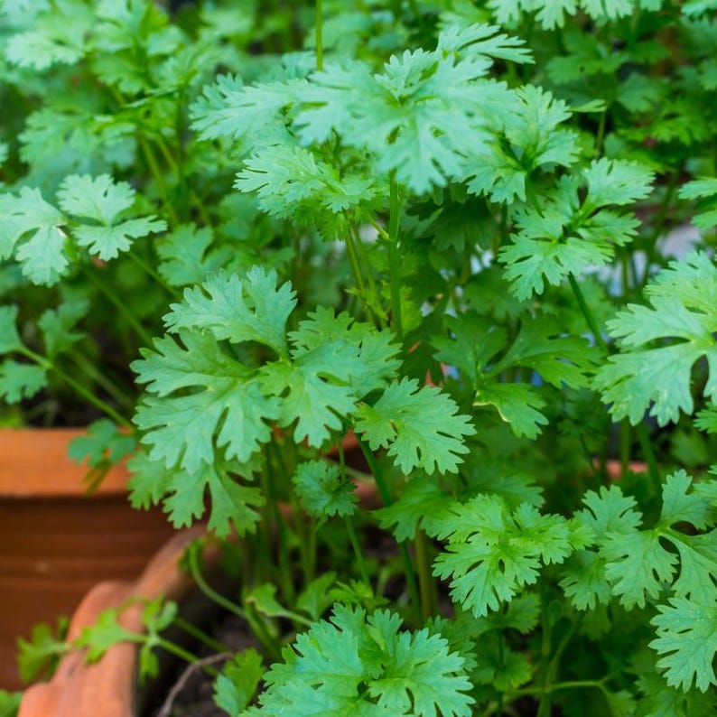 150+ Coriander Seeds, Coriandrum sativum, Cilantro Herb, Kinza image 3