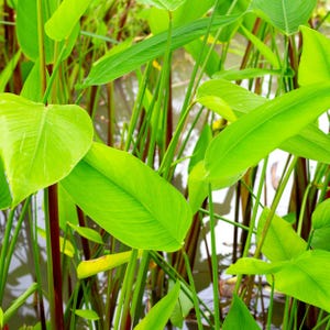 5-10 Thalia Geniculata Seeds, Alligator Flag, Fire Flag, Aquatic Ornamental Plant image 3