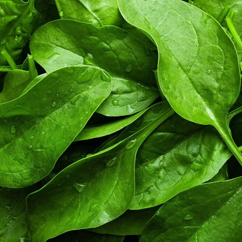 Op de afbeelding: Een verzameling verse, levendig groene spinaziebladeren met gladde, afgeronde randen en zichtbare nerven. Het oppervlak van de bladeren is besprenkeld met kleine, heldere waterdruppels, wat de textuur en natuurlijke vochtigheid benadrukt.