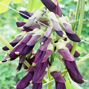 Puede incluir: Un racimo de flores de color p&uacute;rpura intenso y crema p&aacute;lido que crece en un tallo verde. Los p&eacute;talos alargados y curvados est&aacute;n dispuestos en una formaci&oacute;n densa y colgante. Una peque&ntilde;a hormiga negra es visible en uno de los p&eacute;talos superiores.