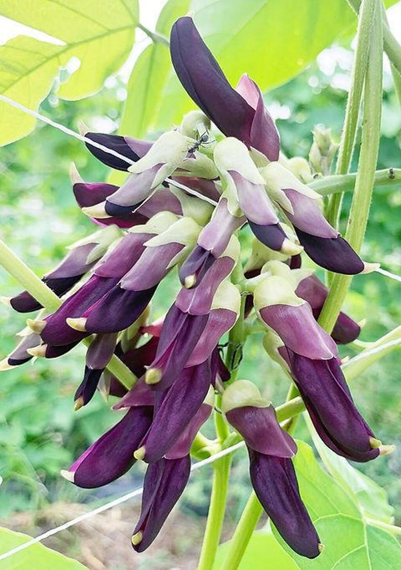 Puede incluir: Un racimo de flores de color p&uacute;rpura intenso y crema p&aacute;lido que crece en un tallo verde. Los p&eacute;talos alargados y curvados est&aacute;n dispuestos en una formaci&oacute;n densa y colgante. Una peque&ntilde;a hormiga negra es visible en uno de los p&eacute;talos superiores.