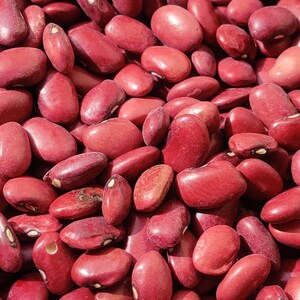 May include: A large collection of dried kidney beans, each featuring a smooth, deep red surface and a distinct, small white hilum. The beans are oval-shaped and vary slightly in size, creating a dense, textured pattern of red across the frame.