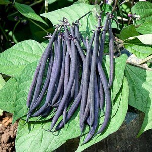 Pu&ograve; includere: Un grappolo di baccelli di fagioli lunghi, sottili e di colore viola intenso che pendono da una pianta. I baccelli hanno una consistenza liscia e opaca e sono attaccati a steli sottili e scuri. Grandi foglie verdi a forma di cuore circondano i fagioli.