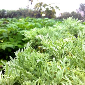 100-500 Wormwood Seeds, Artemisia absinthium, Silver Aromatic Herb image 9