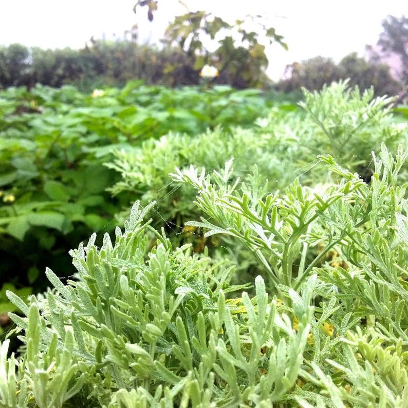 100-500 Wormwood Seeds, Artemisia absinthium, Silver Aromatic Herb image 9
