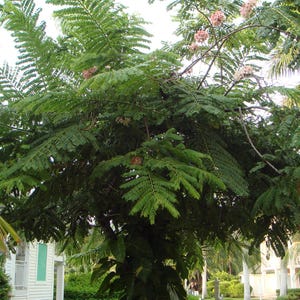 15-30 semillas de árbol de lluvia rosa, Cassia Nodosa, Cassia Javanica, Cassia rosa, árbol de flor de manzano imagen 4