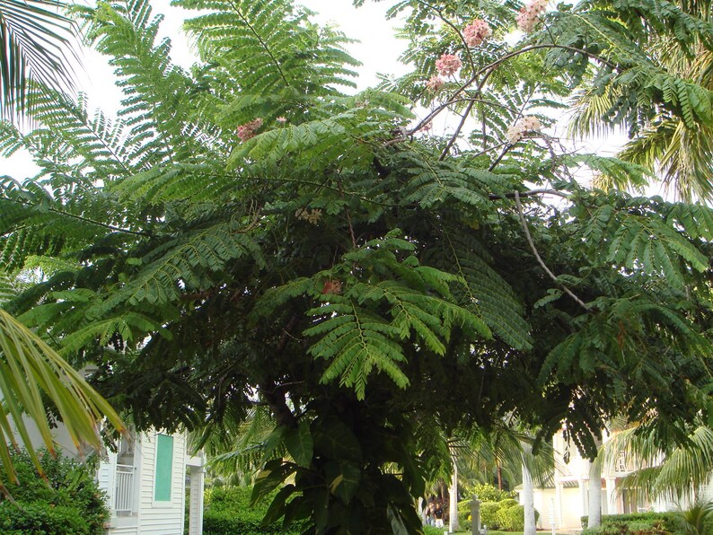 15-30 semillas de árbol de lluvia rosa, Cassia Nodosa, Cassia Javanica, Cassia rosa, árbol de flor de manzano imagen 4