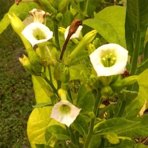 50-300 türkische Tabaksamen, Nicotiana tabacum Bild 1